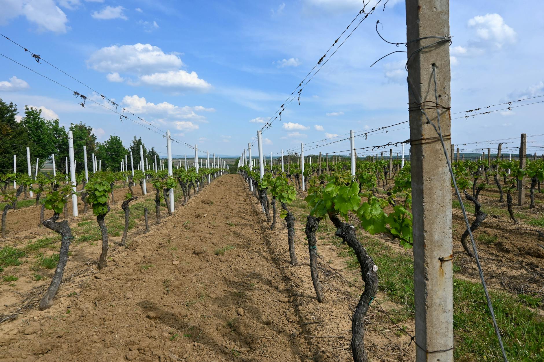 Rzędy winorośli w słonecznej winnicy Bordeaux pod błękitnym niebem