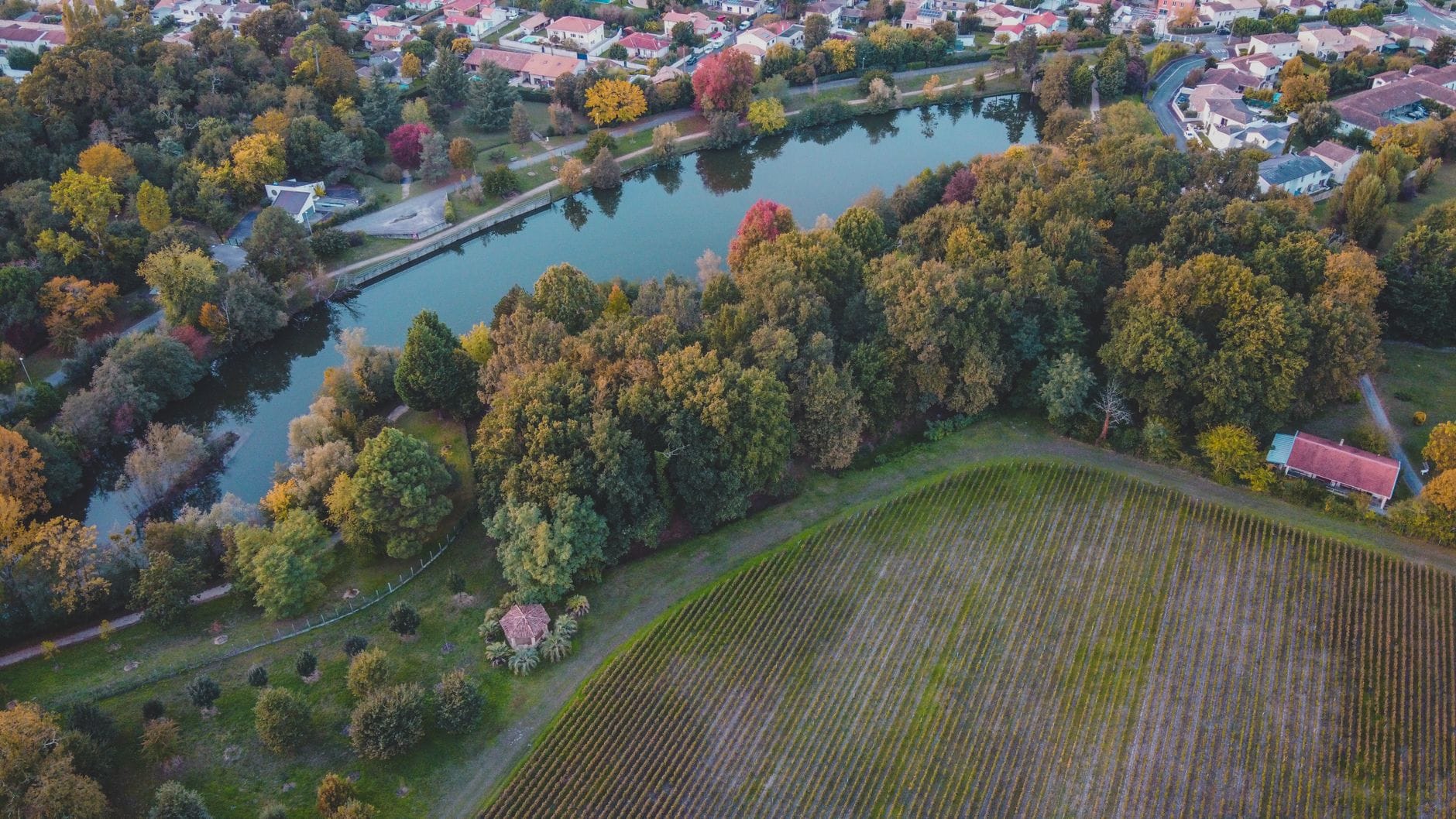 Zapomniane białe Bordeaux jak region stracił i odzyskuje swoją białą tożsamość Jesienne winnice Bordeaux nad rzeką w ujęciu z lotu ptaka